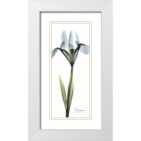 Iris in Blue White Modern Wood Framed Art Print with Double Matting by Koetsier, Albert