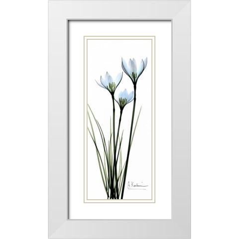 White Lilies in Blue White Modern Wood Framed Art Print with Double Matting by Koetsier, Albert
