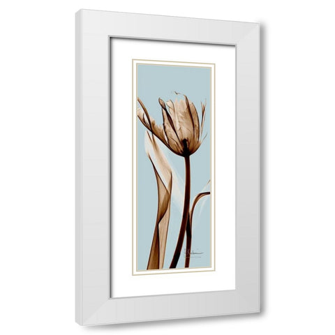 Tulip Brown on Blue White Modern Wood Framed Art Print with Double Matting by Koetsier, Albert