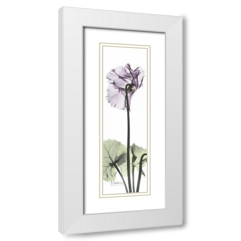 Cyclamen in Purple White Modern Wood Framed Art Print with Double Matting by Koetsier, Albert