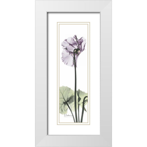 Cyclamen in Purple White Modern Wood Framed Art Print with Double Matting by Koetsier, Albert