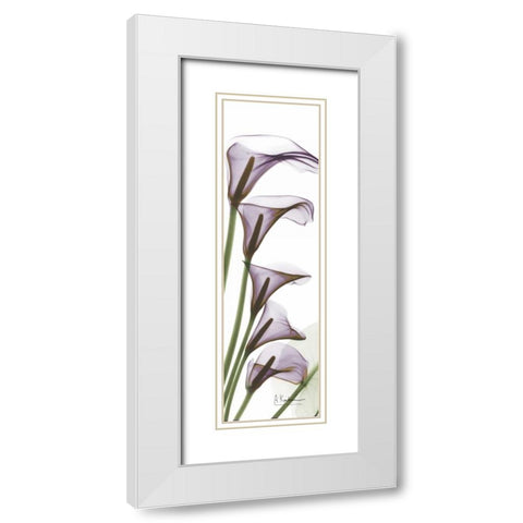 Calla Lilies in Purple White Modern Wood Framed Art Print with Double Matting by Koetsier, Albert