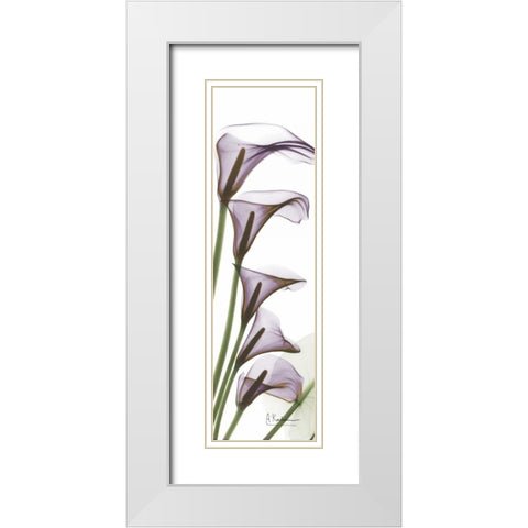 Calla Lilies in Purple White Modern Wood Framed Art Print with Double Matting by Koetsier, Albert