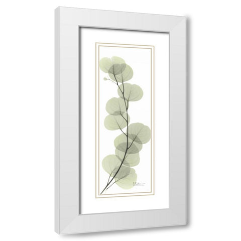 Eucalyptus in Green White Modern Wood Framed Art Print with Double Matting by Koetsier, Albert