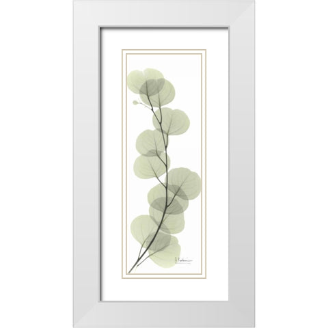 Eucalyptus in Green White Modern Wood Framed Art Print with Double Matting by Koetsier, Albert