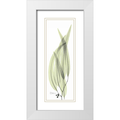 Eucalyptus in Green 2 White Modern Wood Framed Art Print with Double Matting by Koetsier, Albert