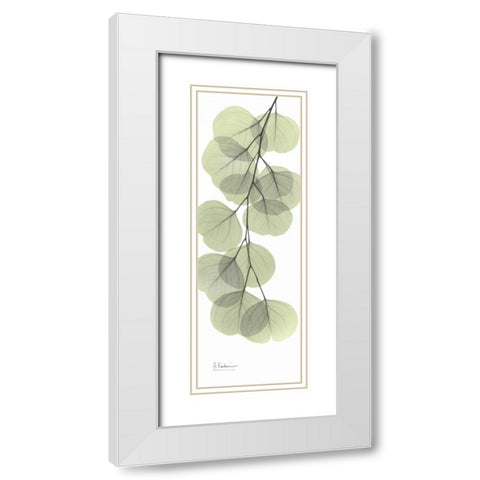 Eucalyptus in Green 3 White Modern Wood Framed Art Print with Double Matting by Koetsier, Albert
