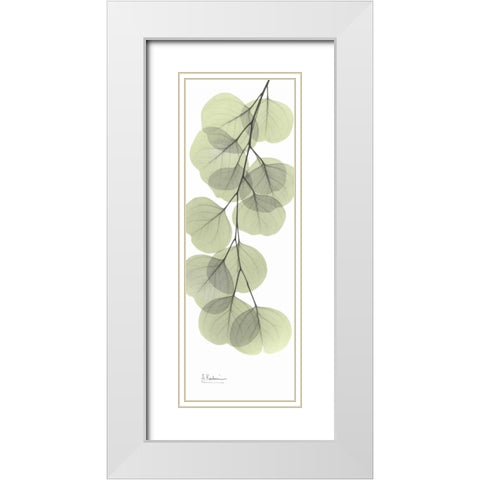 Eucalyptus in Green 3 White Modern Wood Framed Art Print with Double Matting by Koetsier, Albert