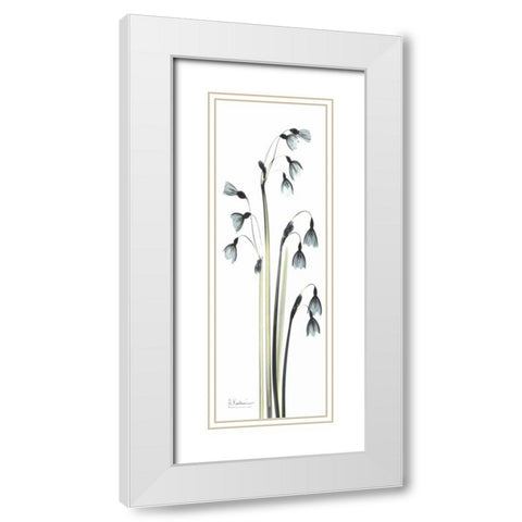 Snow Drop Galanthus White Modern Wood Framed Art Print with Double Matting by Koetsier, Albert