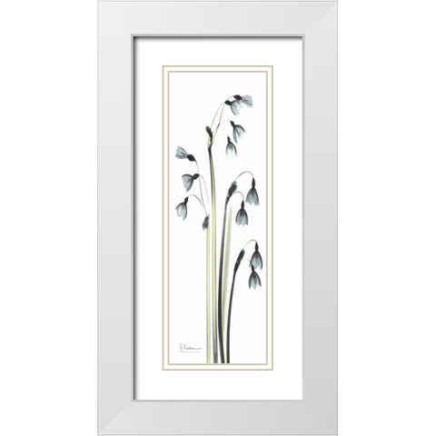 Snow Drop Galanthus White Modern Wood Framed Art Print with Double Matting by Koetsier, Albert