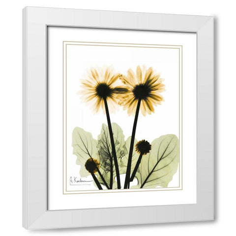 Gerbera in Color 2 White Modern Wood Framed Art Print with Double Matting by Koetsier, Albert