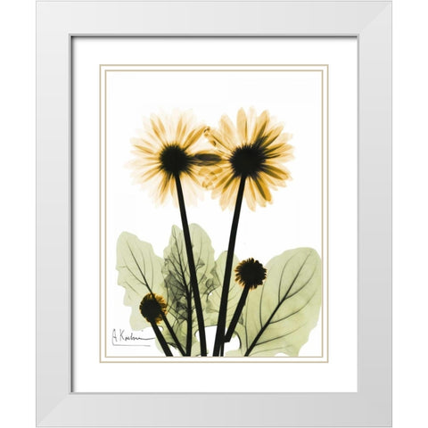 Gerbera in Color 2 White Modern Wood Framed Art Print with Double Matting by Koetsier, Albert