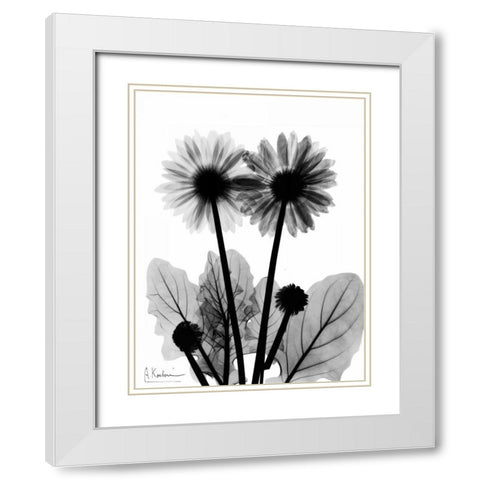 Gerbera BW White Modern Wood Framed Art Print with Double Matting by Koetsier, Albert