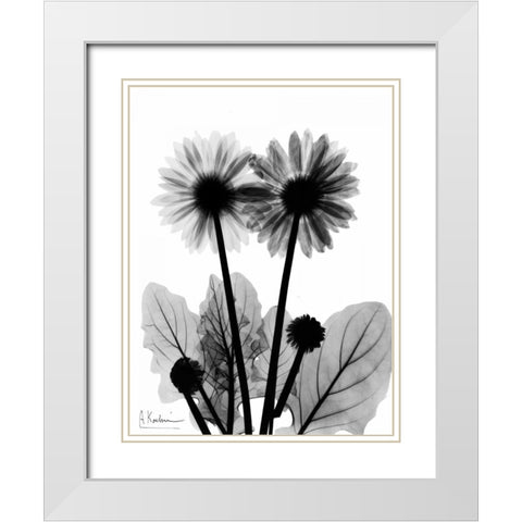 Gerbera BW White Modern Wood Framed Art Print with Double Matting by Koetsier, Albert