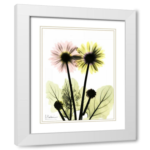 Gerbera in Color White Modern Wood Framed Art Print with Double Matting by Koetsier, Albert