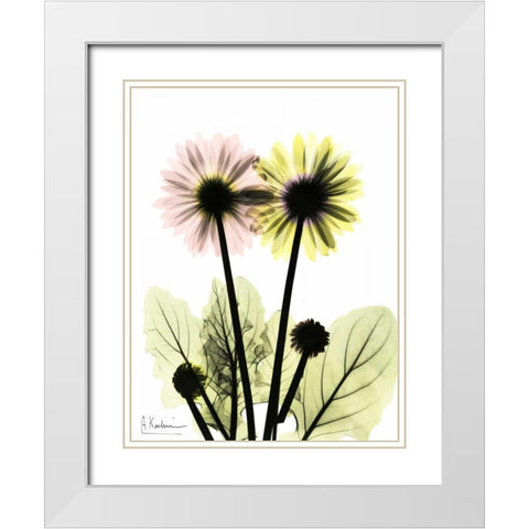 Gerbera in Color White Modern Wood Framed Art Print with Double Matting by Koetsier, Albert