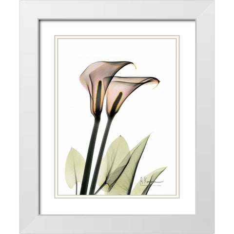 Calla Lily Pair White Modern Wood Framed Art Print with Double Matting by Koetsier, Albert