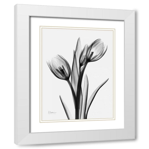 Tulips H37 White Modern Wood Framed Art Print with Double Matting by Koetsier, Albert