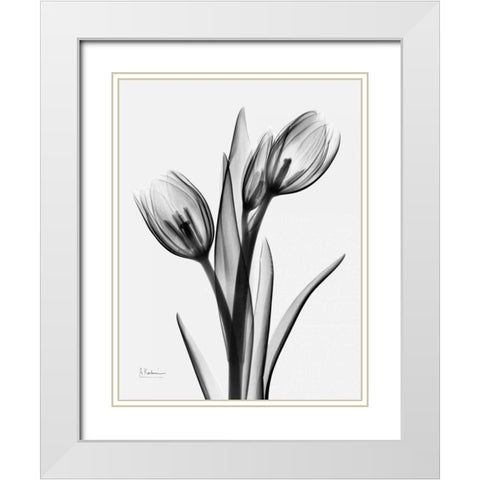 Tulips H37 White Modern Wood Framed Art Print with Double Matting by Koetsier, Albert