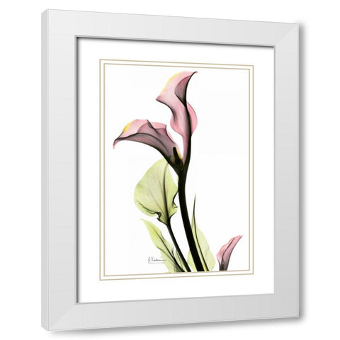 Calla Lily in Pink White Modern Wood Framed Art Print with Double Matting by Koetsier, Albert