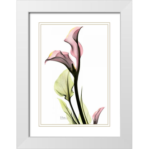 Calla Lily in Pink White Modern Wood Framed Art Print with Double Matting by Koetsier, Albert