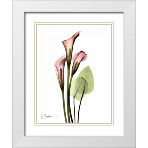 Calla Lily Bouquet in Pink White Modern Wood Framed Art Print with Double Matting by Koetsier, Albert