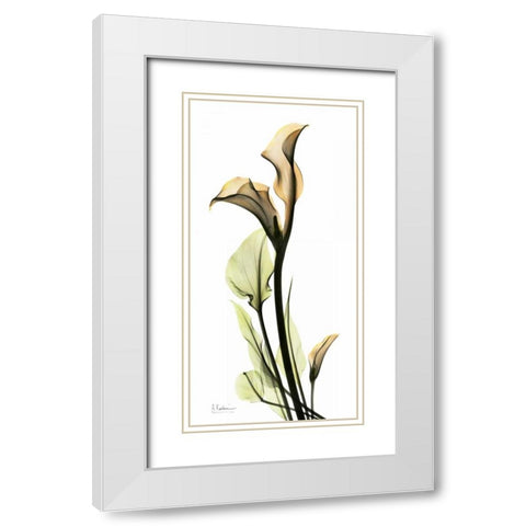 Calla Lily White Modern Wood Framed Art Print with Double Matting by Koetsier, Albert