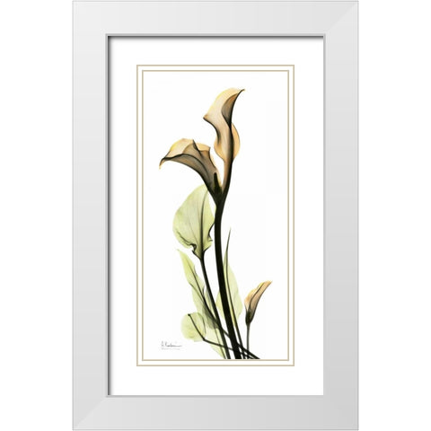 Calla Lily White Modern Wood Framed Art Print with Double Matting by Koetsier, Albert