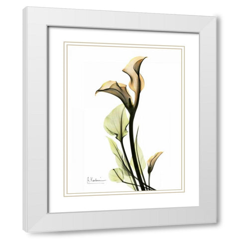 Calla Lily Duo White Modern Wood Framed Art Print with Double Matting by Koetsier, Albert