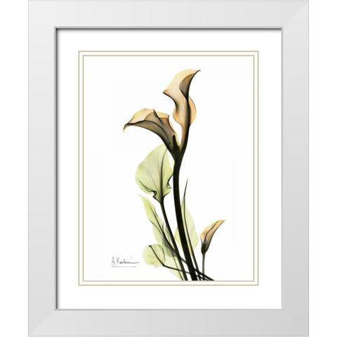 Calla Lily Duo White Modern Wood Framed Art Print with Double Matting by Koetsier, Albert