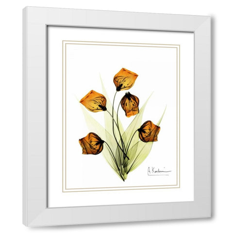 Sandersonia in Gold White Modern Wood Framed Art Print with Double Matting by Koetsier, Albert