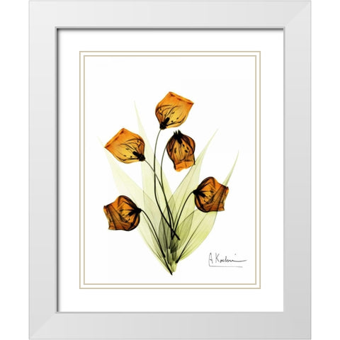 Sandersonia in Gold White Modern Wood Framed Art Print with Double Matting by Koetsier, Albert