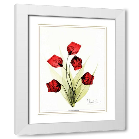 Sandersonia in Red 2 White Modern Wood Framed Art Print with Double Matting by Koetsier, Albert