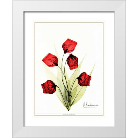 Sandersonia in Red 2 White Modern Wood Framed Art Print with Double Matting by Koetsier, Albert