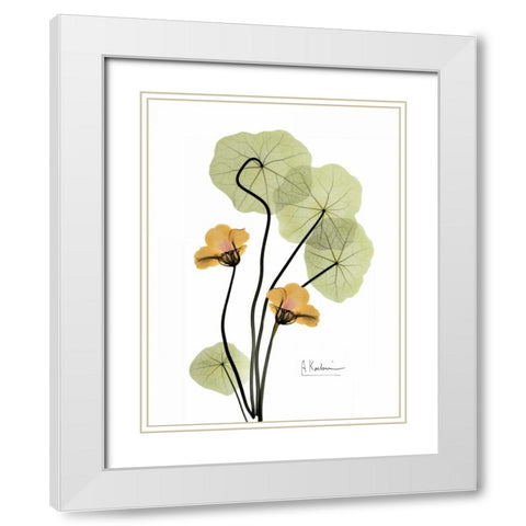 Nasturtium in Yellow 2 White Modern Wood Framed Art Print with Double Matting by Koetsier, Albert