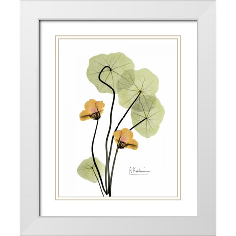 Nasturtium in Yellow 2 White Modern Wood Framed Art Print with Double Matting by Koetsier, Albert