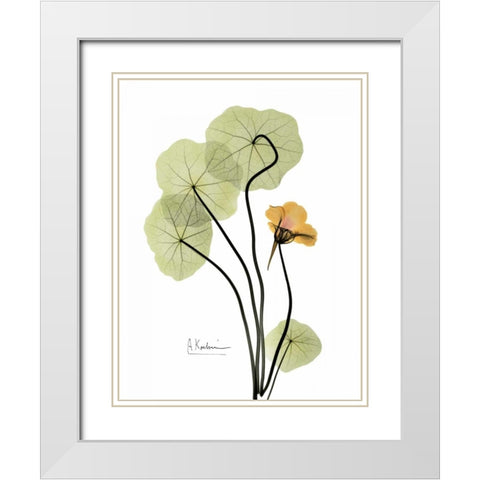 Nasturtium in Yellow White Modern Wood Framed Art Print with Double Matting by Koetsier, Albert