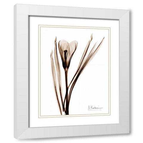 Crocus in Brown White Modern Wood Framed Art Print with Double Matting by Koetsier, Albert