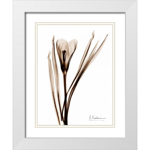 Crocus in Brown White Modern Wood Framed Art Print with Double Matting by Koetsier, Albert