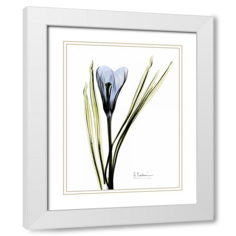 Crocus in Blue White Modern Wood Framed Art Print with Double Matting by Koetsier, Albert