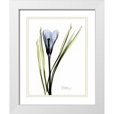 Crocus in Blue White Modern Wood Framed Art Print with Double Matting by Koetsier, Albert