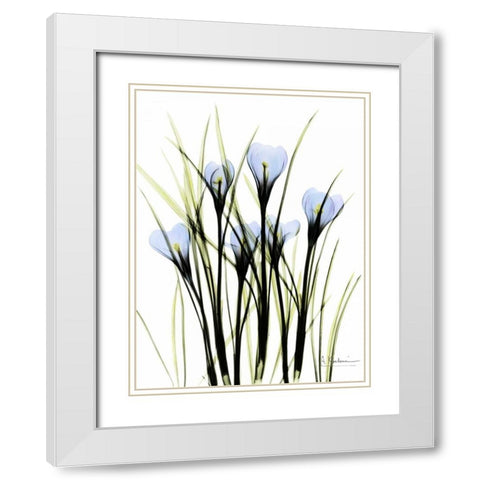 Crocus C38 White Modern Wood Framed Art Print with Double Matting by Koetsier, Albert