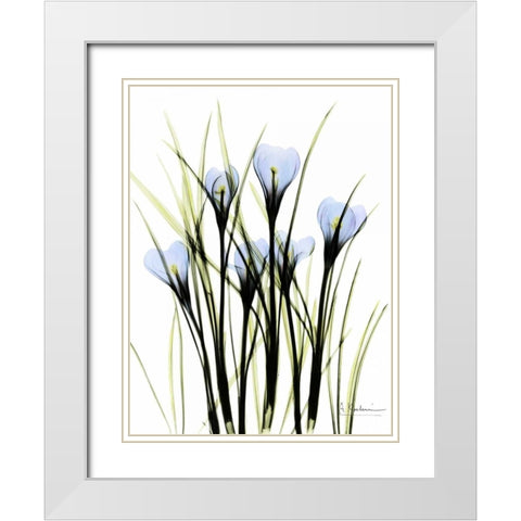 Crocus C38 White Modern Wood Framed Art Print with Double Matting by Koetsier, Albert