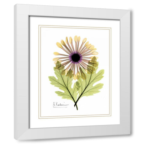 Chrysanthemum in Color White Modern Wood Framed Art Print with Double Matting by Koetsier, Albert