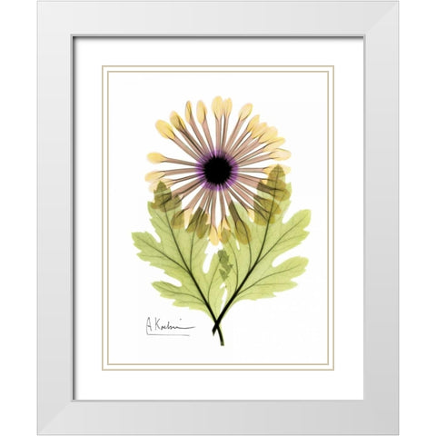 Chrysanthemum in Color White Modern Wood Framed Art Print with Double Matting by Koetsier, Albert