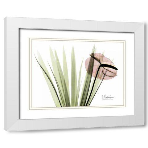 Flamingo Plant in Color White Modern Wood Framed Art Print with Double Matting by Koetsier, Albert
