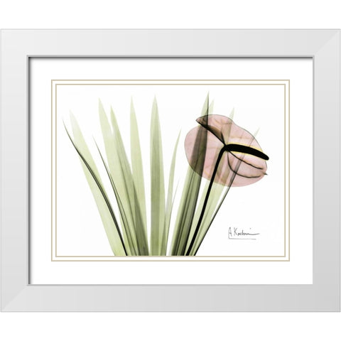 Flamingo Plant in Color White Modern Wood Framed Art Print with Double Matting by Koetsier, Albert