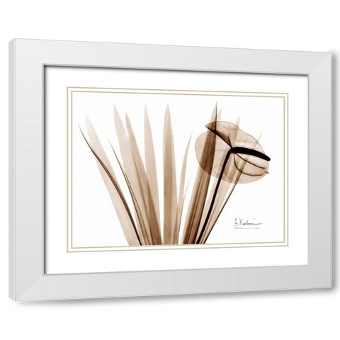 Flamingo Plant White Modern Wood Framed Art Print with Double Matting by Koetsier, Albert