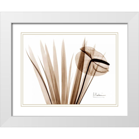 Flamingo Plant White Modern Wood Framed Art Print with Double Matting by Koetsier, Albert