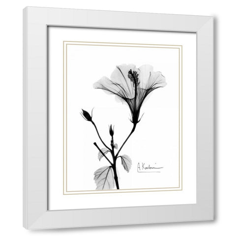 Hibiscus  White Modern Wood Framed Art Print with Double Matting by Koetsier, Albert